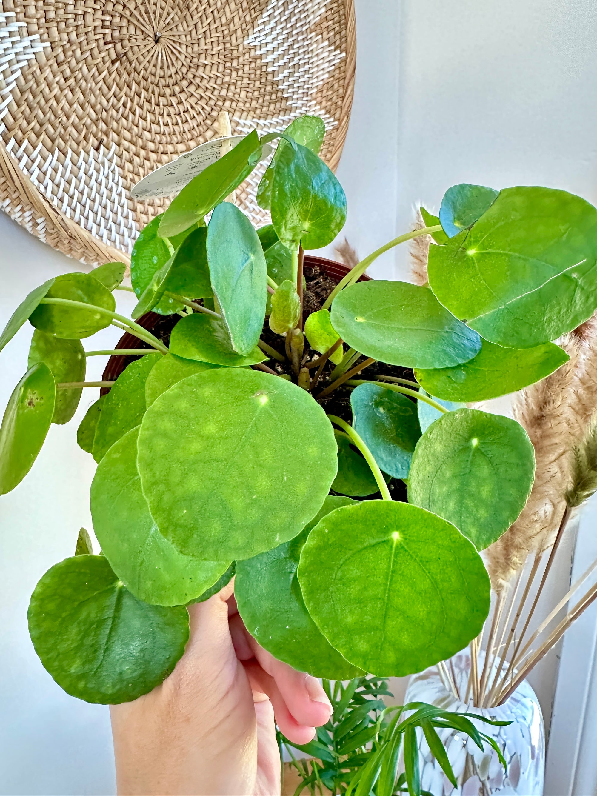 Pilea peperomioides