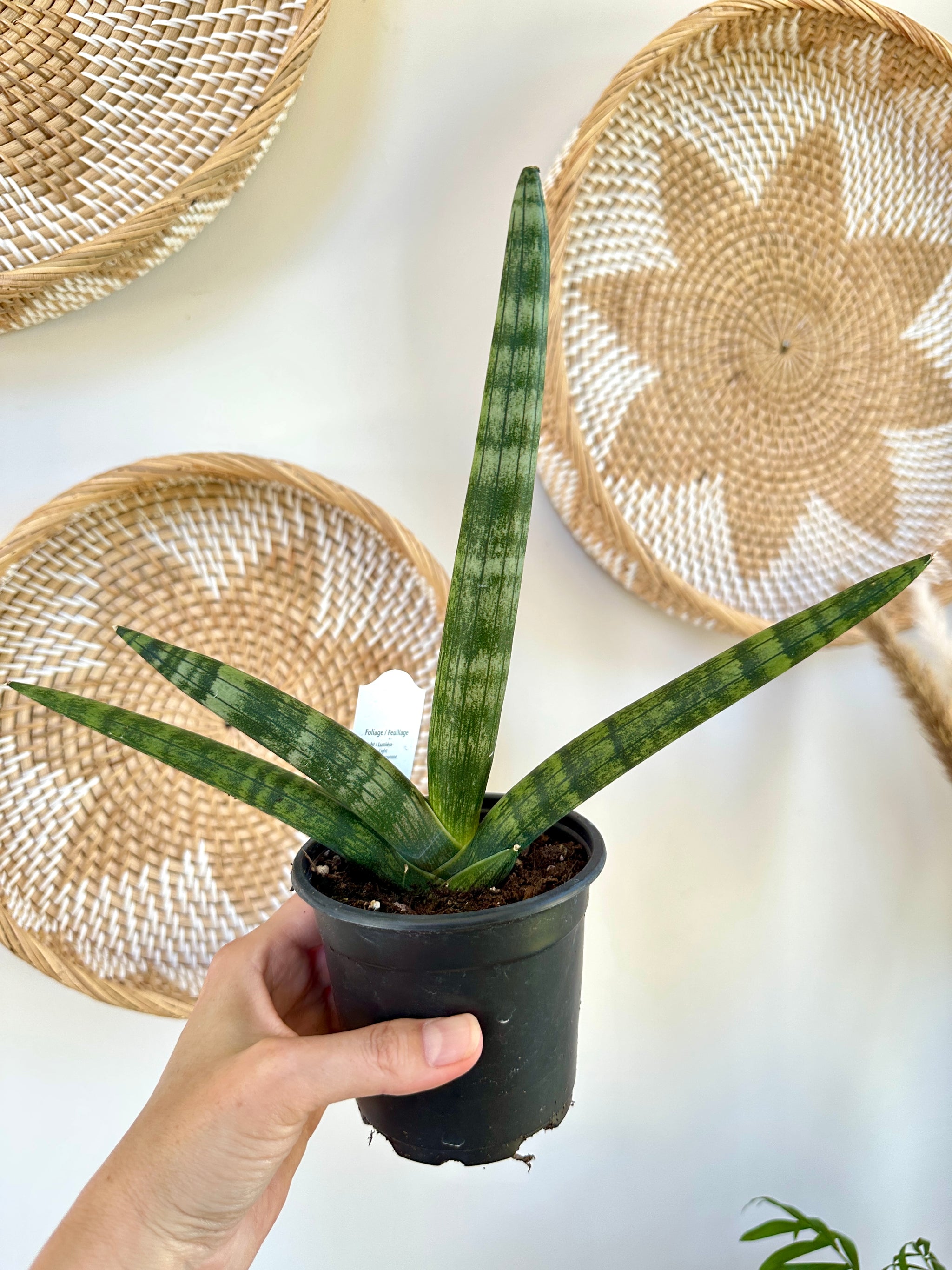 Dracaena boncel 'Starfish'