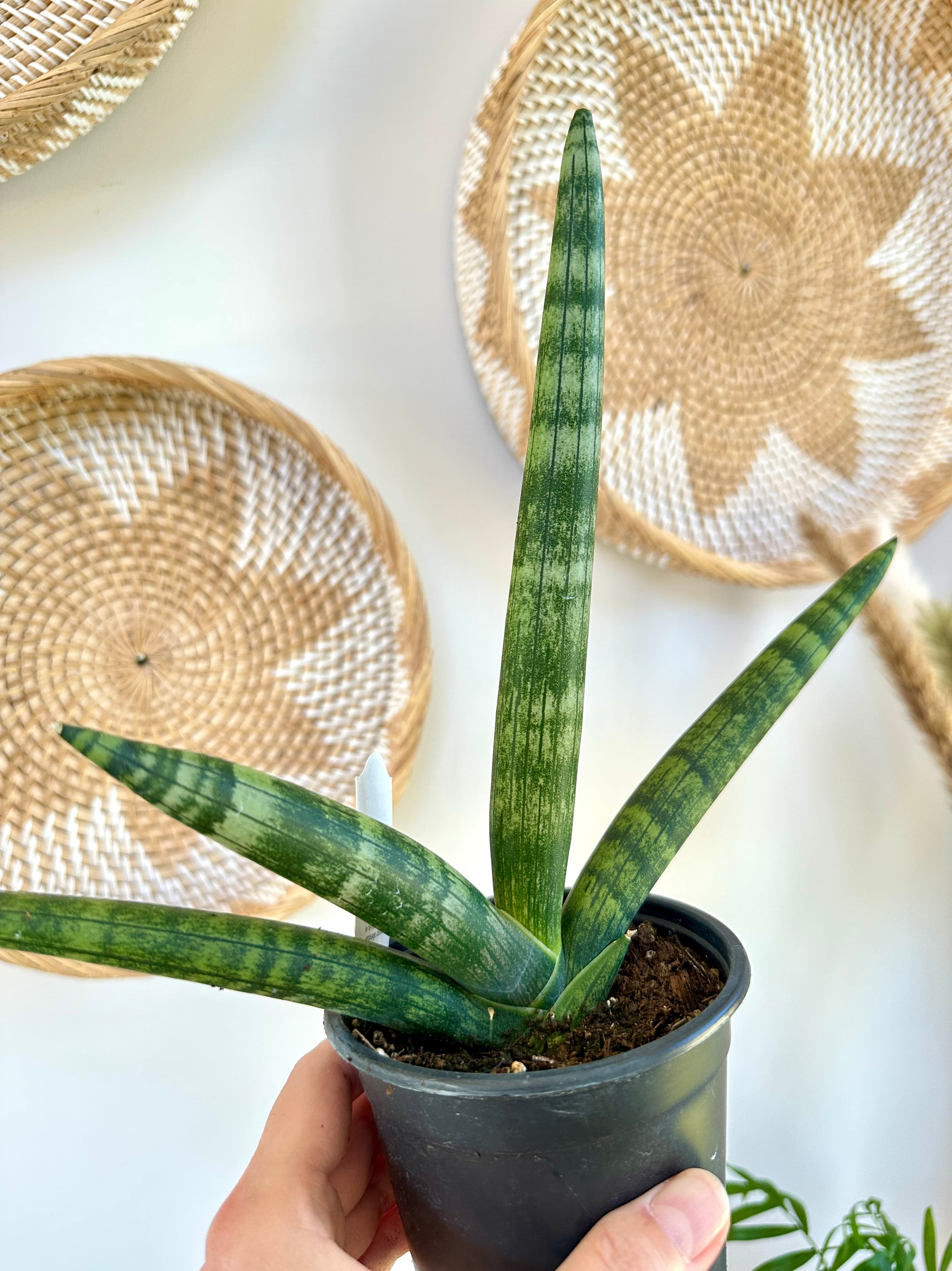 Dracaena boncel 'Starfish'