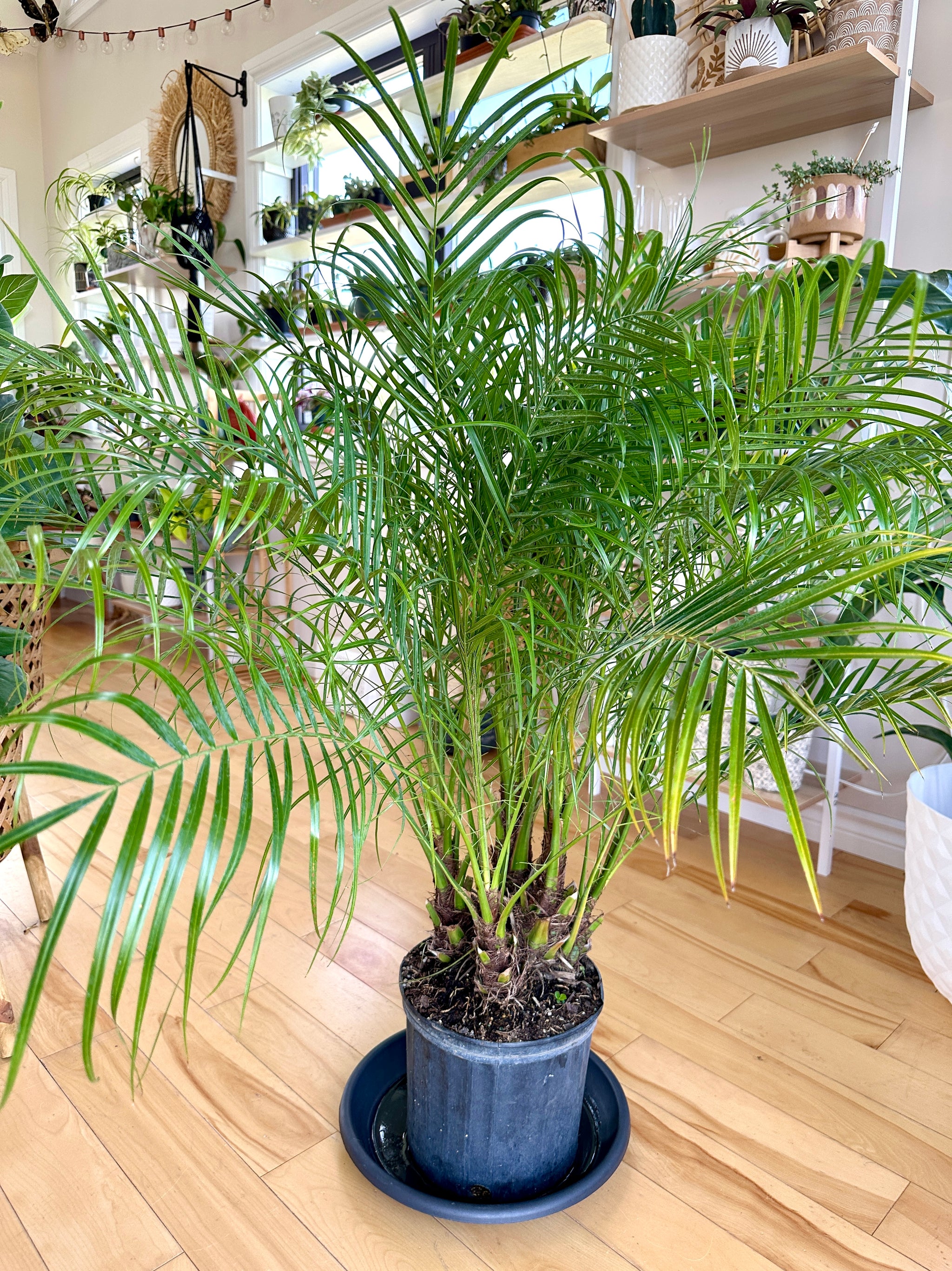 Phoenix roebelenii 10"
