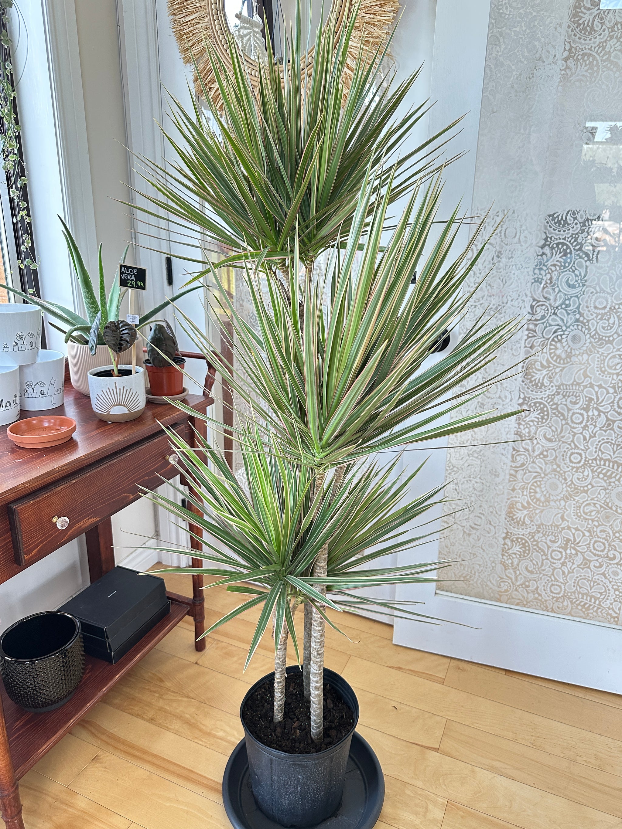 Dracaena marginata 'Bicolor' 10"