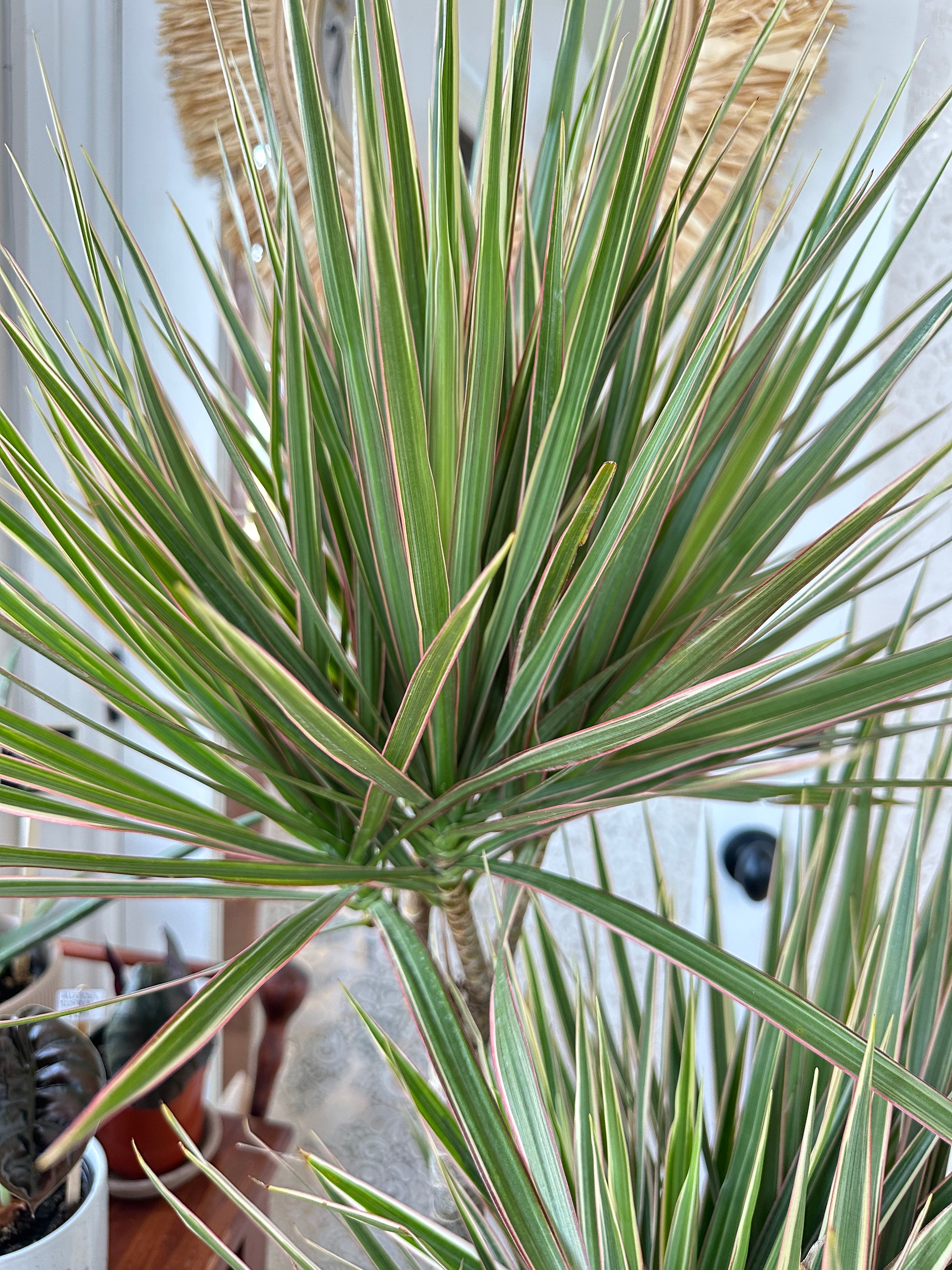 Dracaena marginata 'Bicolor' 10"