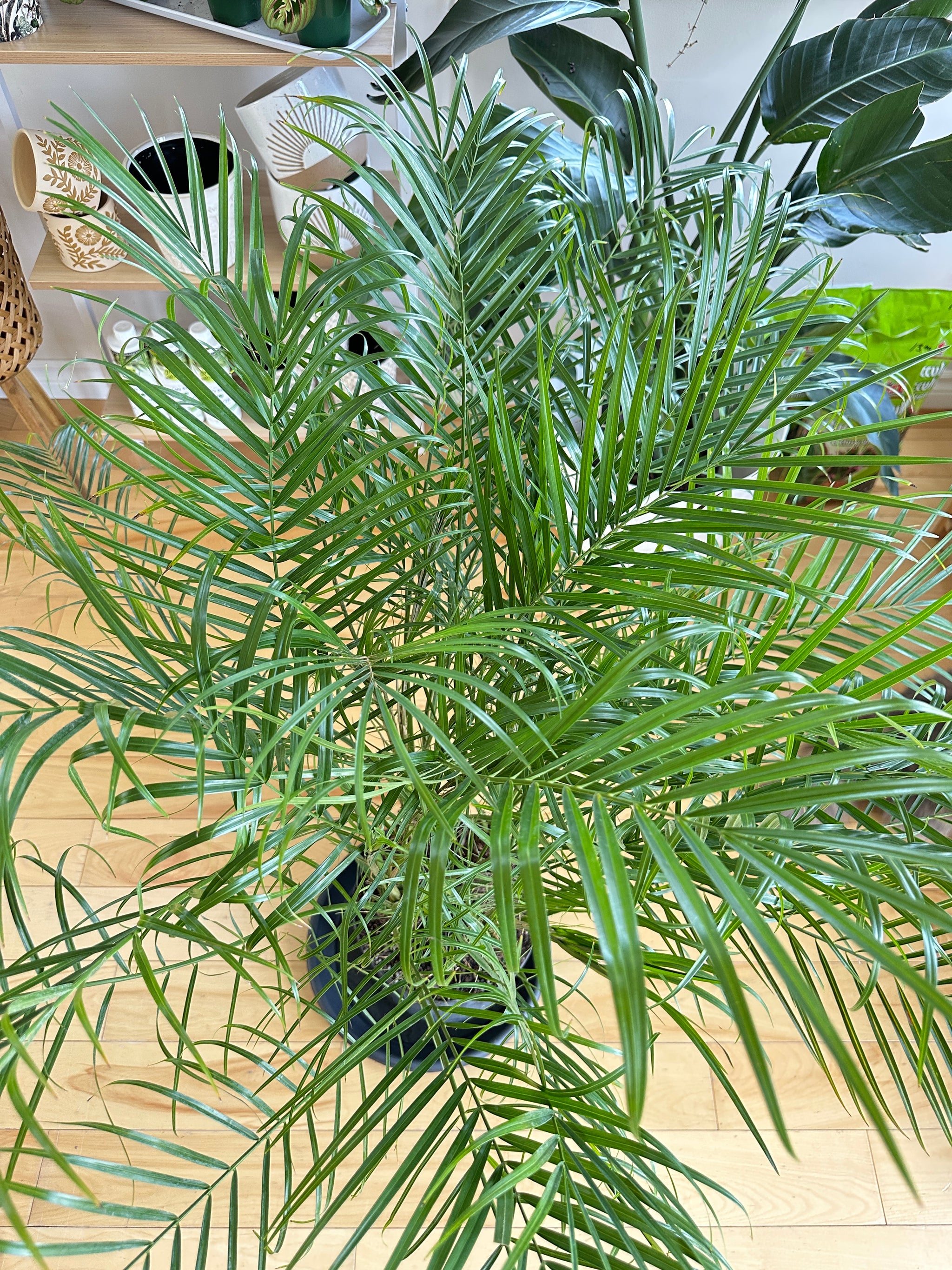 Phoenix roebelenii 10"