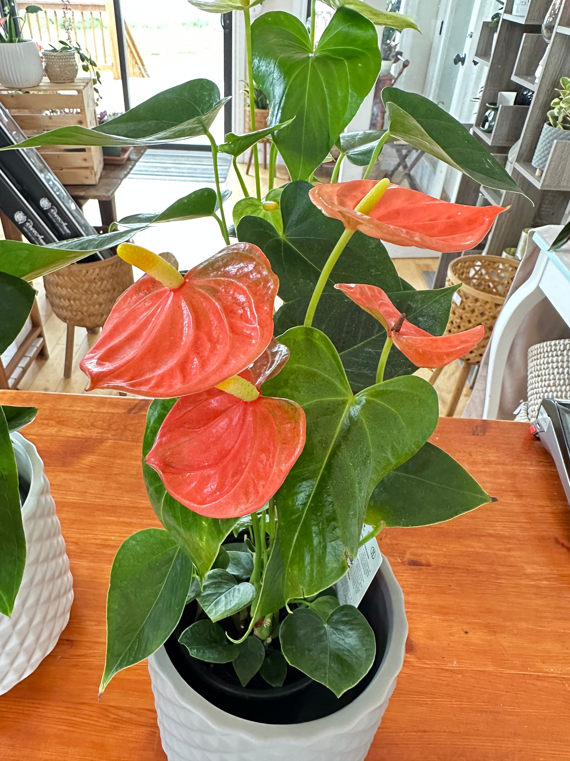 Anthurium 4.5”