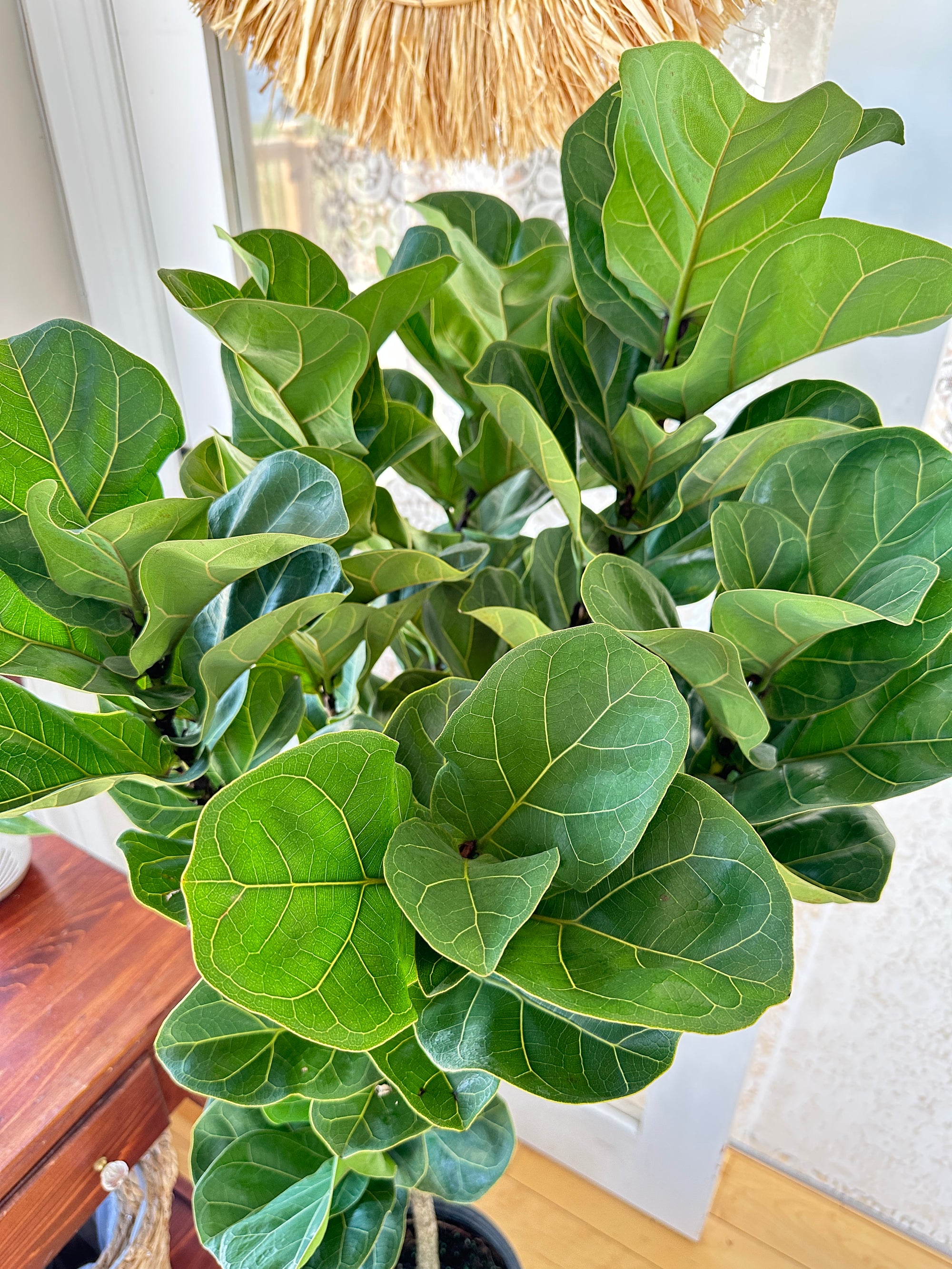 Ficus Lyrata 'Little fiddle' 10"