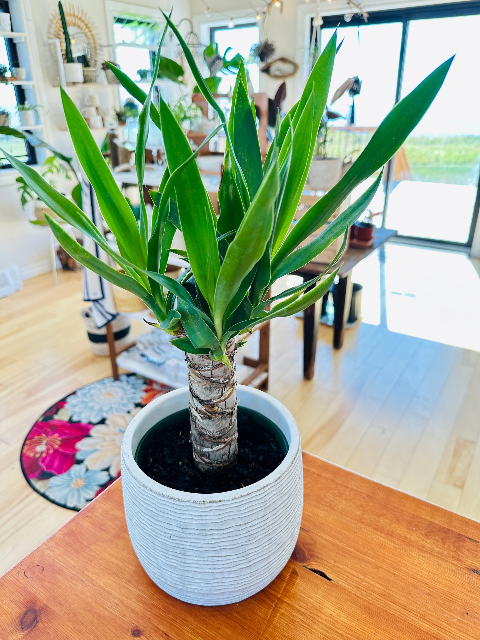 Yucca elephantipes 6"