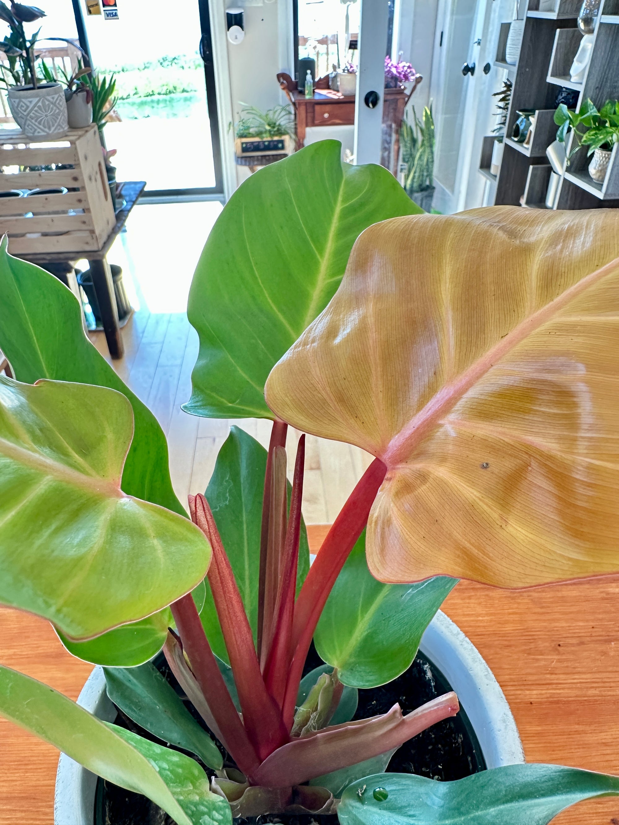 Philodendron 'Red Moon' 6"
