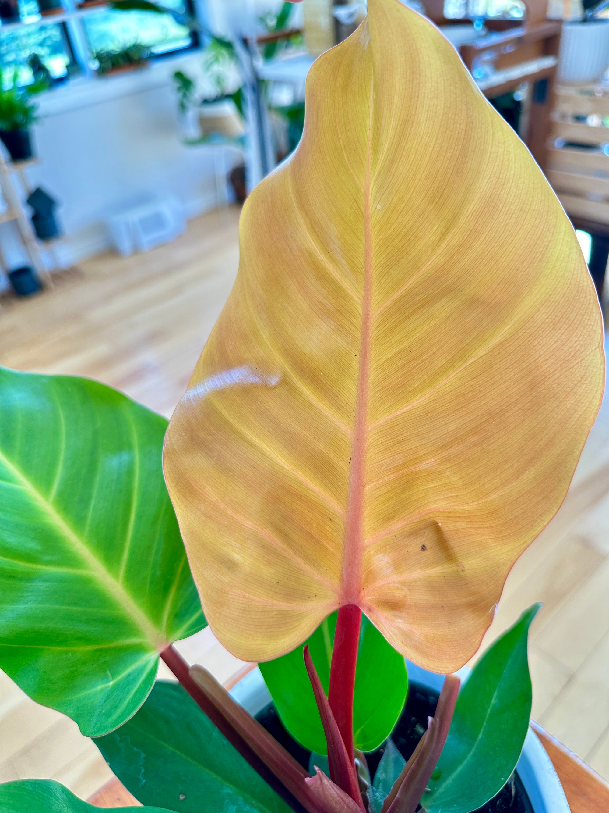 Philodendron 'Red Moon' 6"