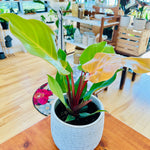 Philodendron 'Red Moon' 6"