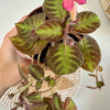 Episcia cupreata 'Pink Panther' 4"