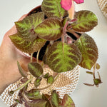 Episcia cupreata 'Pink Panther' 4"