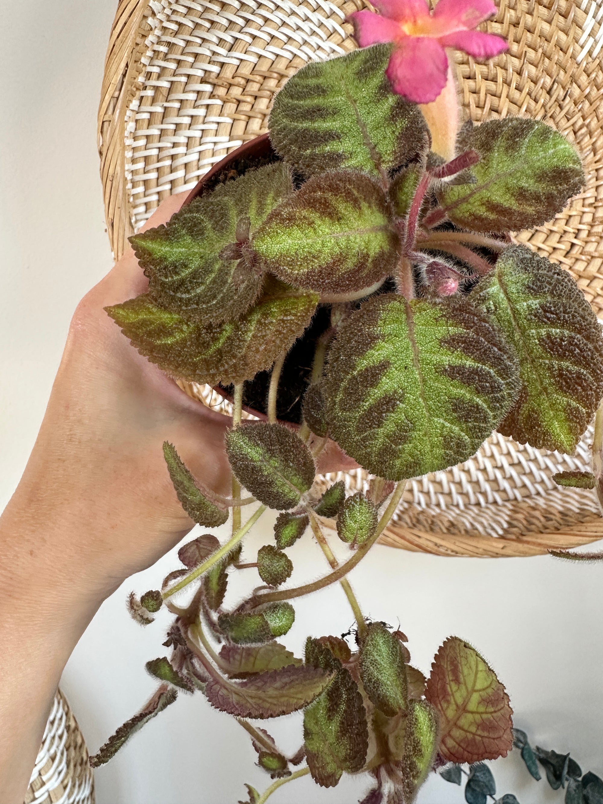 Episcia cupreata 'Pink Panther' 4"