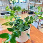 aeschynantus mona lisa 'lipstick plant'