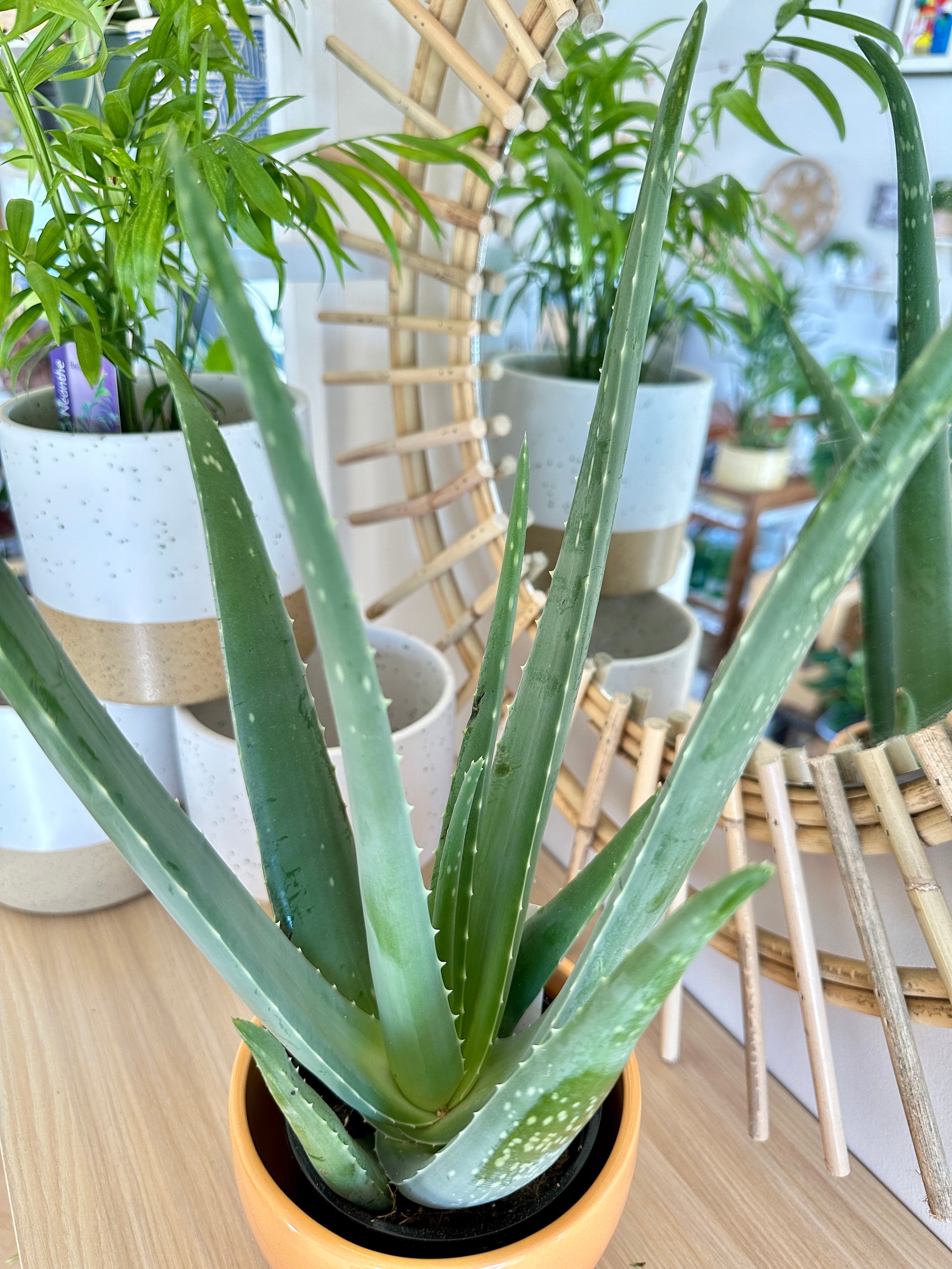 aloe vera plant in ceramic pot