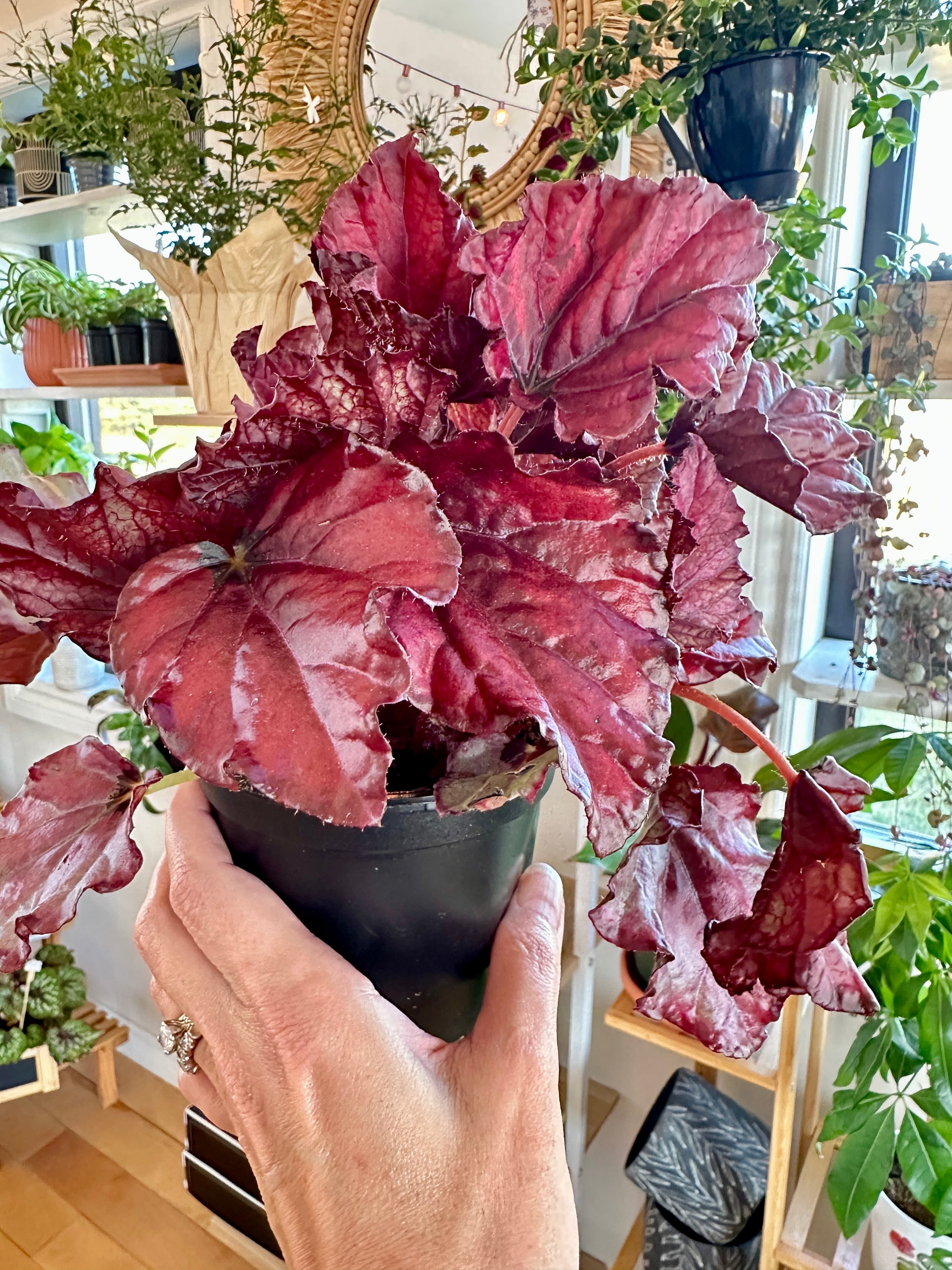 begonia rex red bull