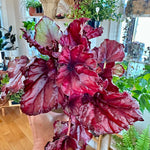 begonia rex red bull