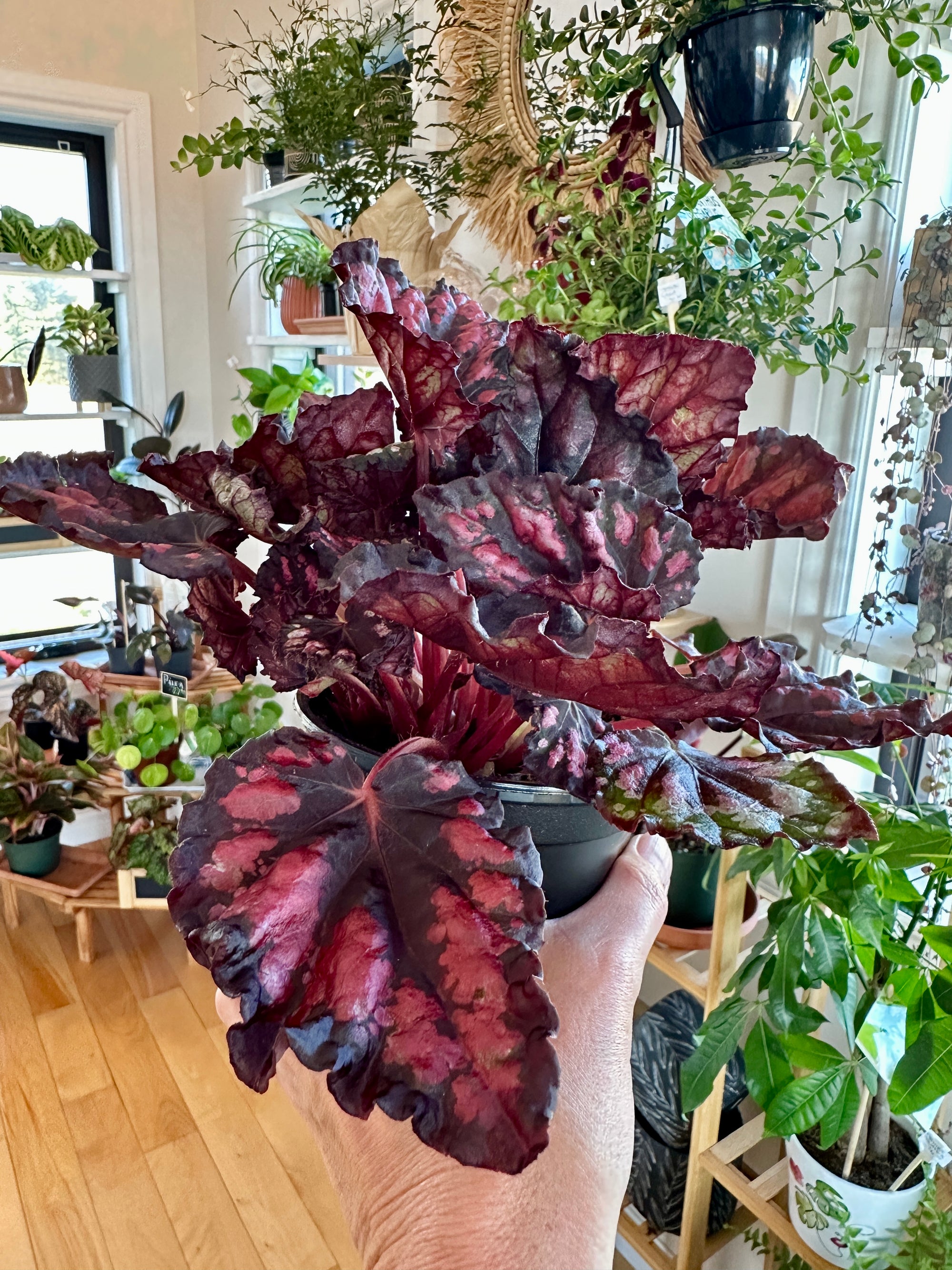 begonia rex rumba