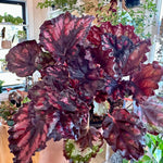 begonia rex rumba