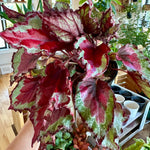 begonia rex spitfire