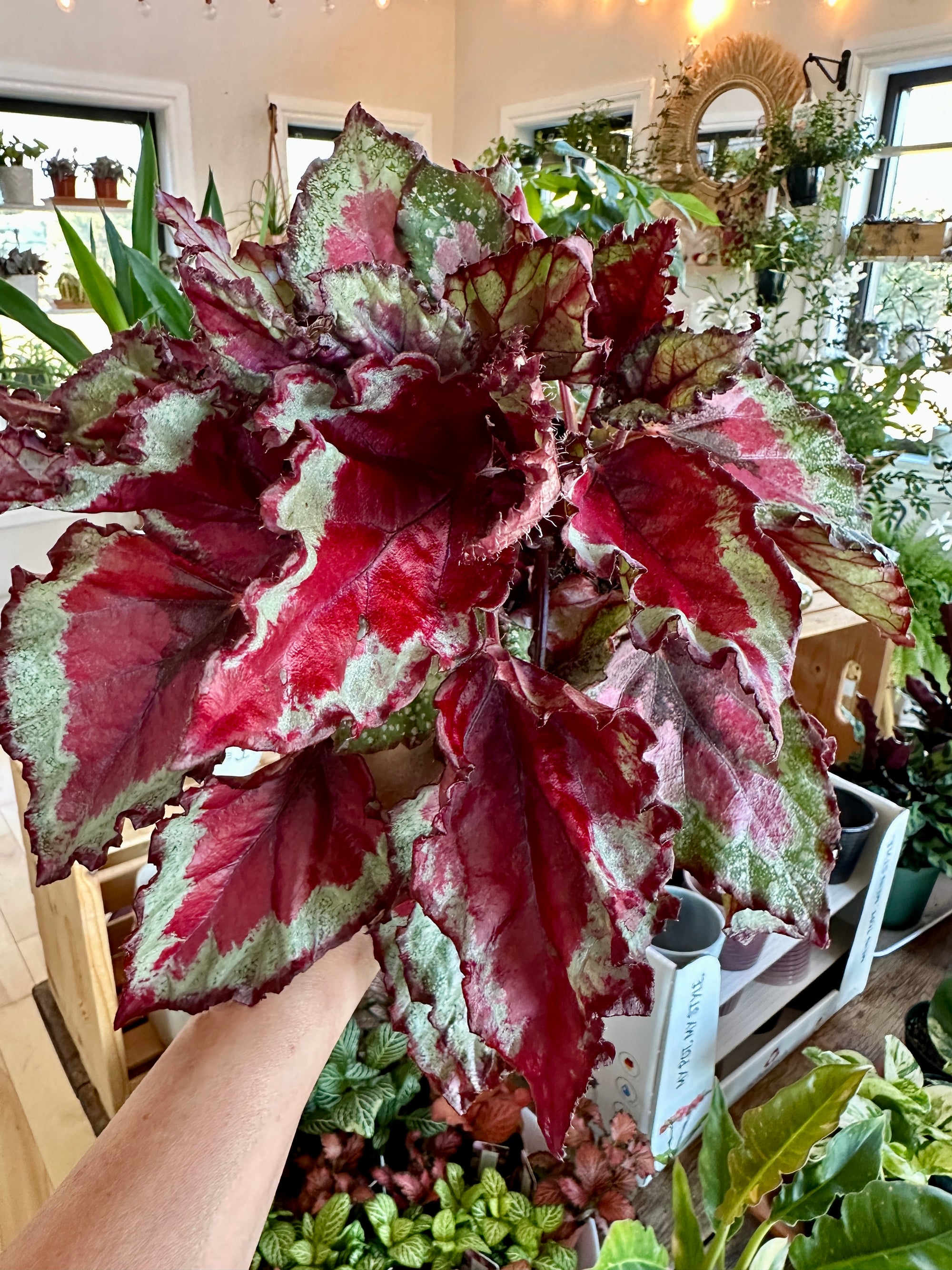 begonia rex spitfire