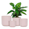 cache-pot ballet rose