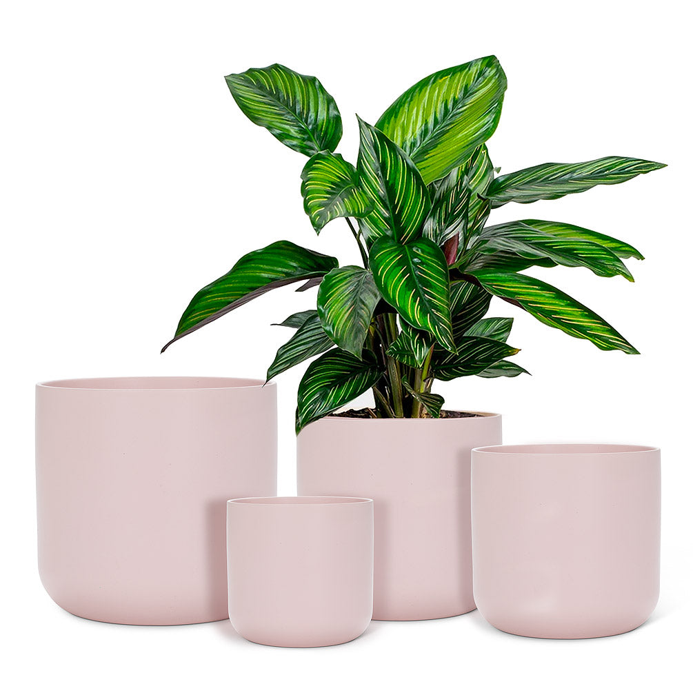 cache-pot ballet rose