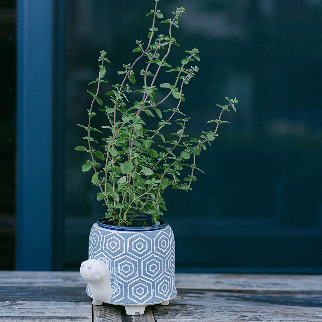 Cache-pot tortue (CNP-372)