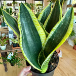 dracaena black gold