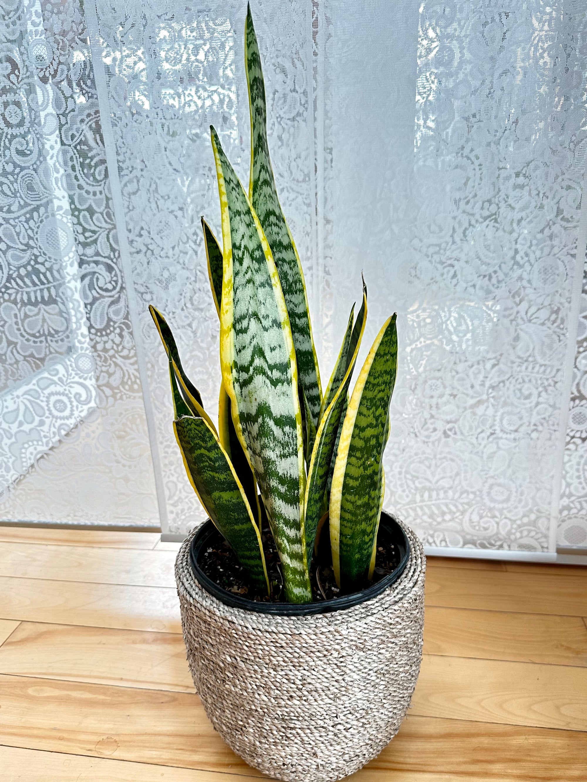 dracaena laurentii