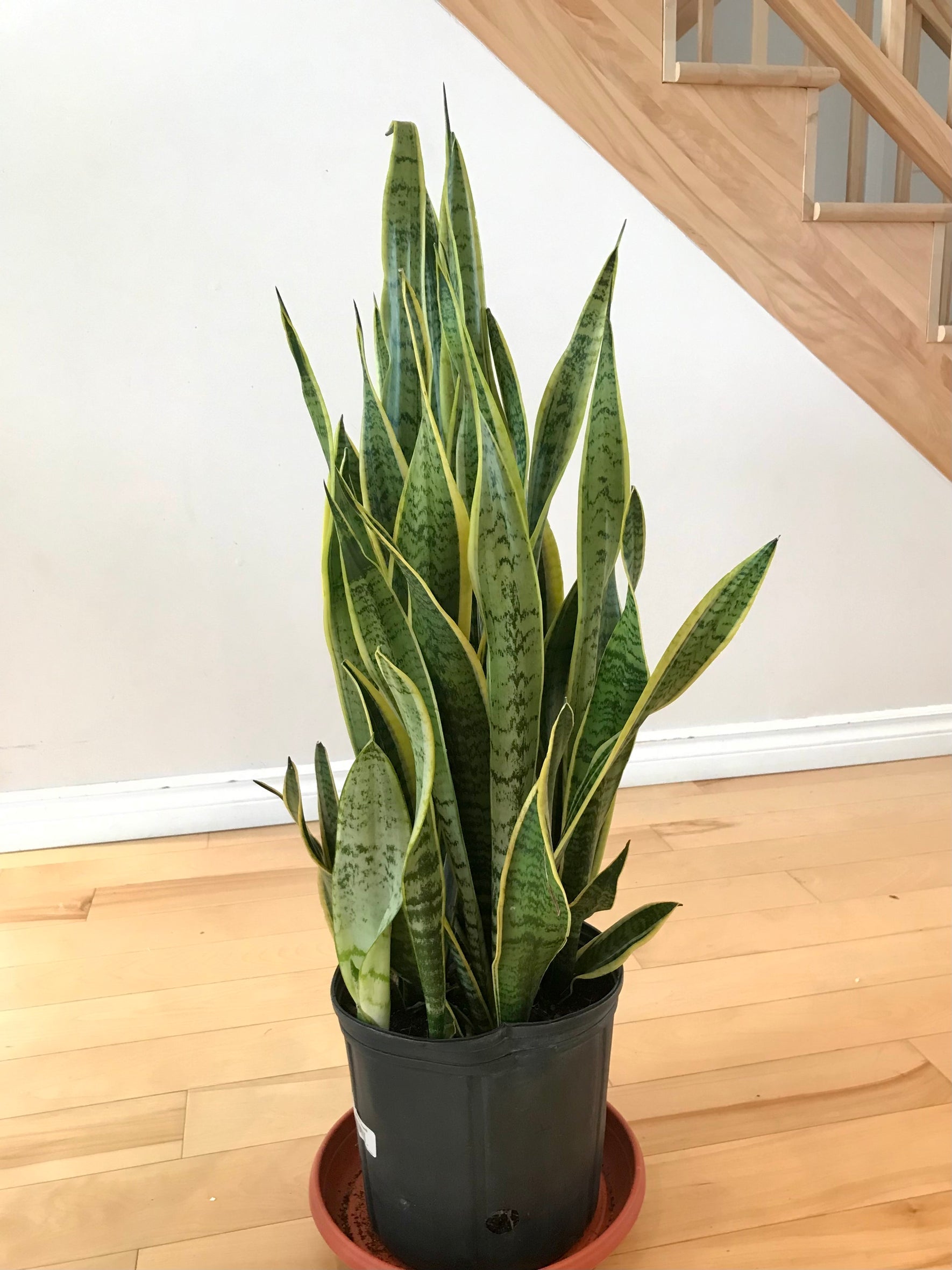 dracaena laurentii