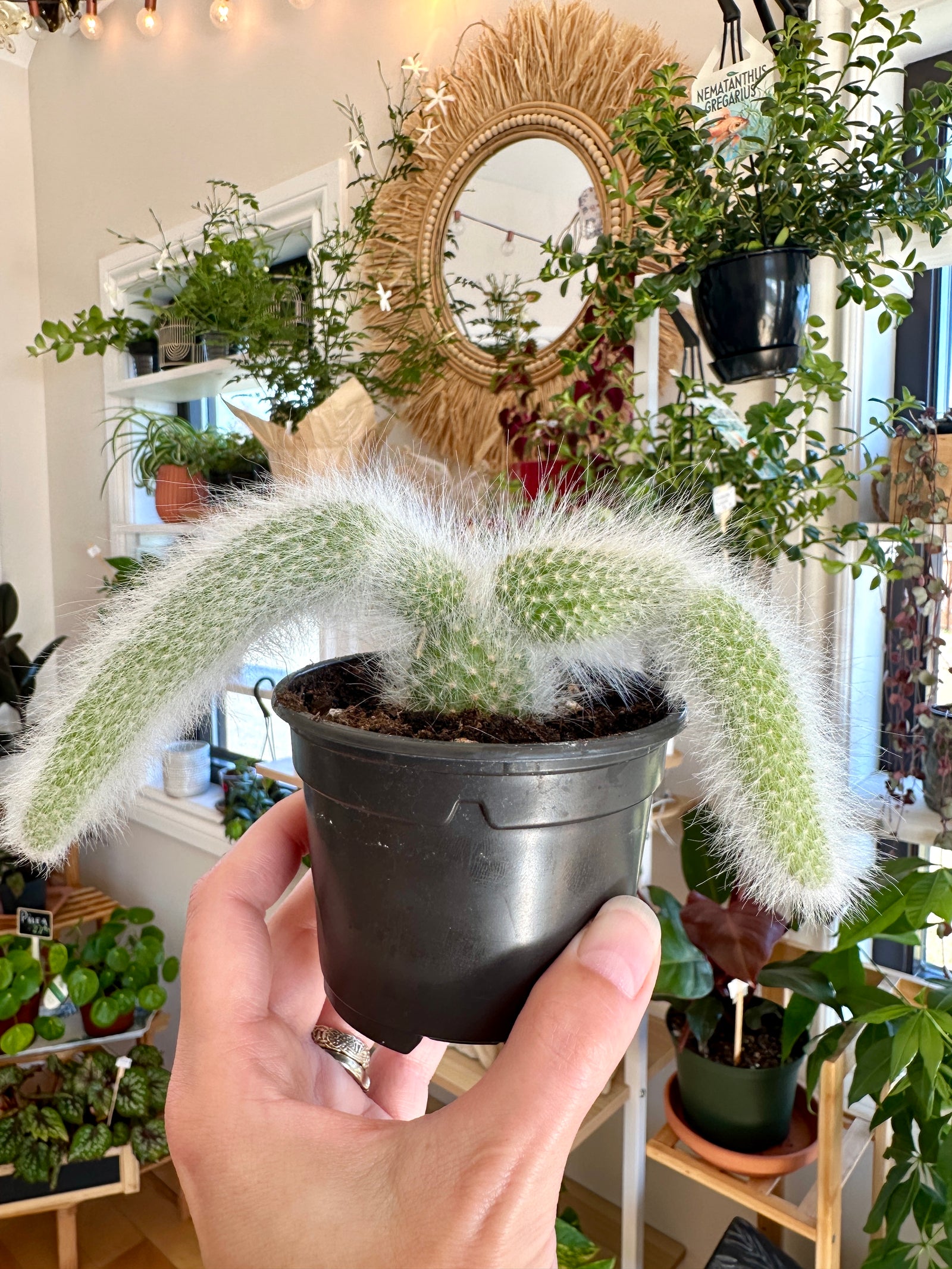 Hildewintera colademononis – Cactus queue de singe