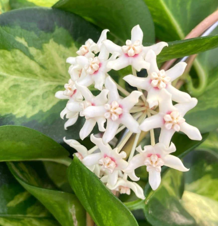 Hoya australis 'Lisa' - Plante de cire
