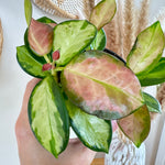 hoya australis lisa