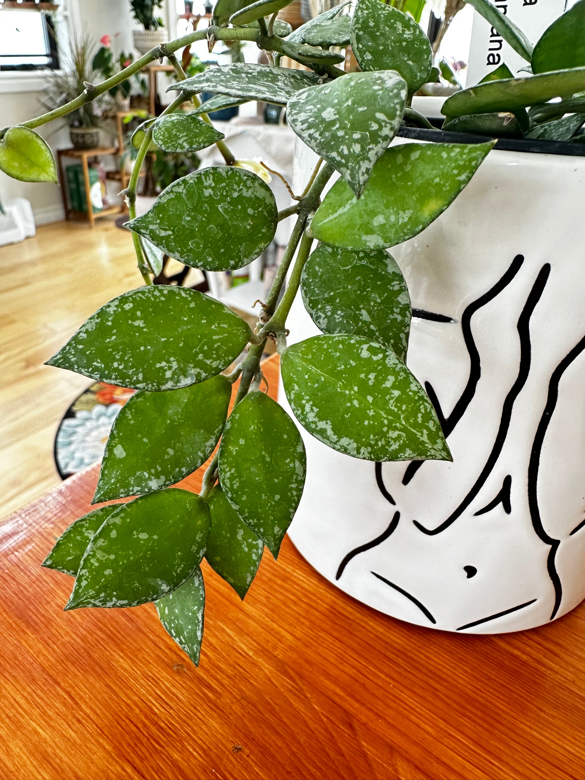 hoya krohniana splash