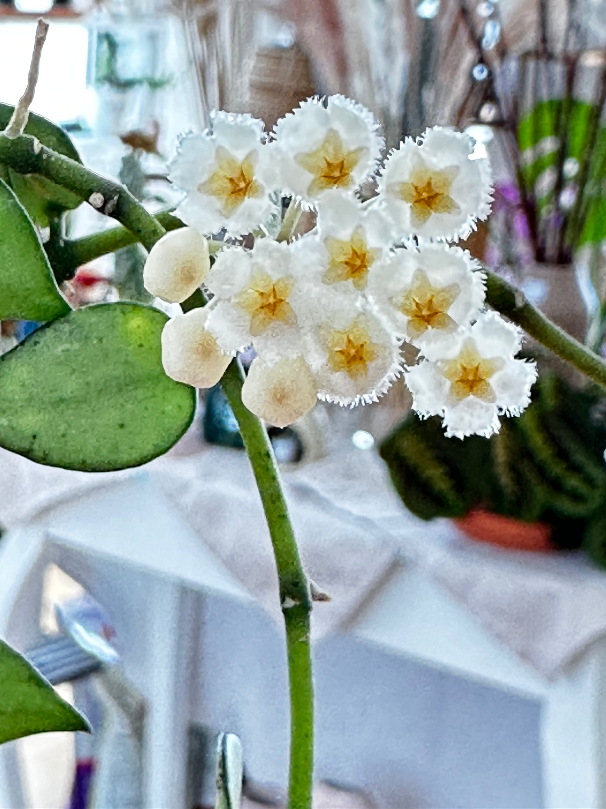 hoya krohniana splash flower