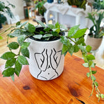 hoya krohniana Splash