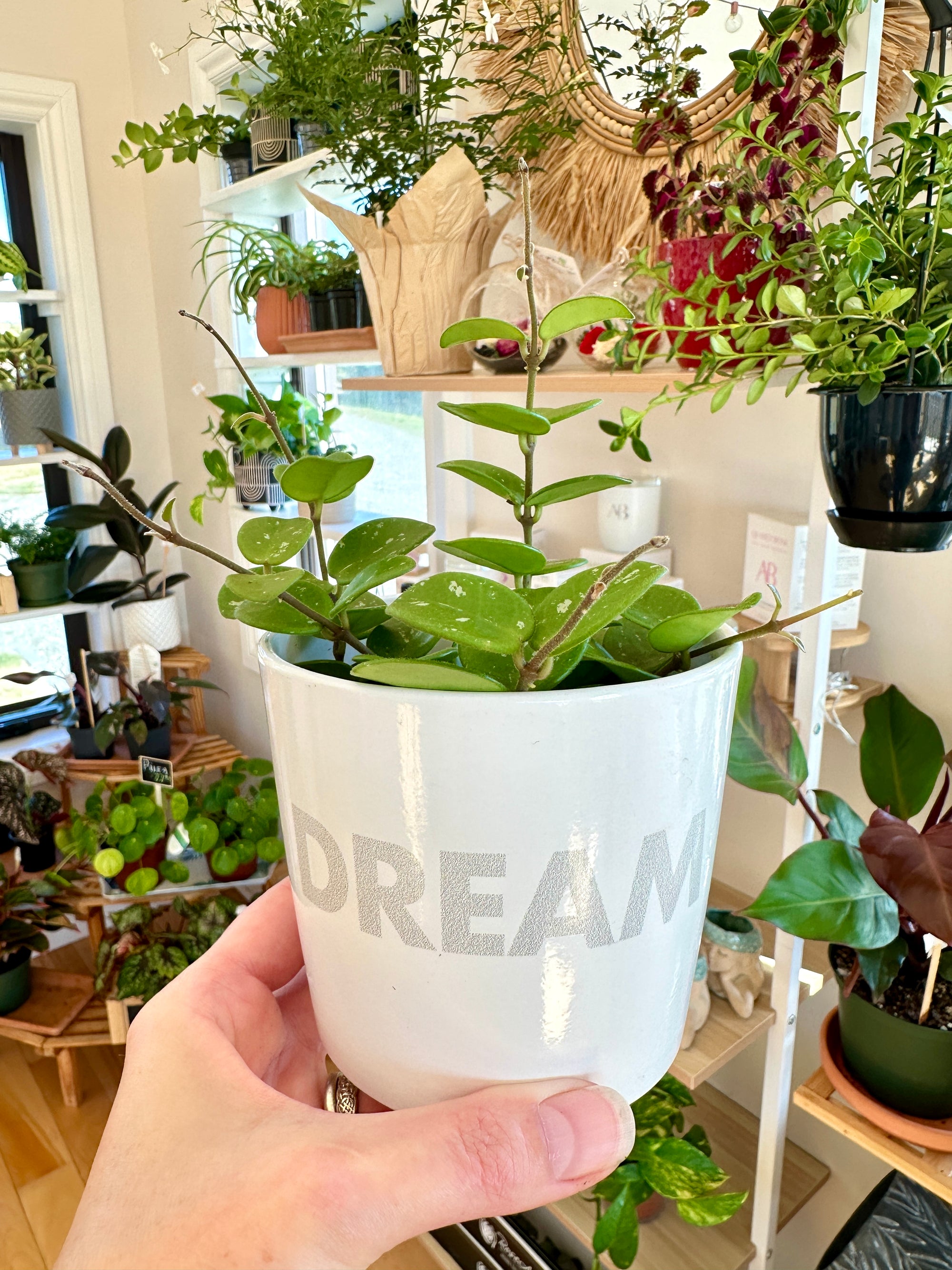 hoya mathilde in white ceramic pot