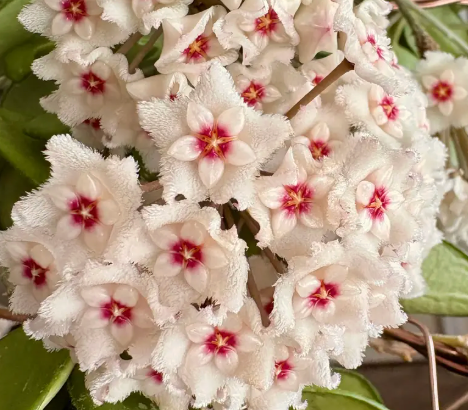 Hoya ‘Mathilde’ – Plante de cire