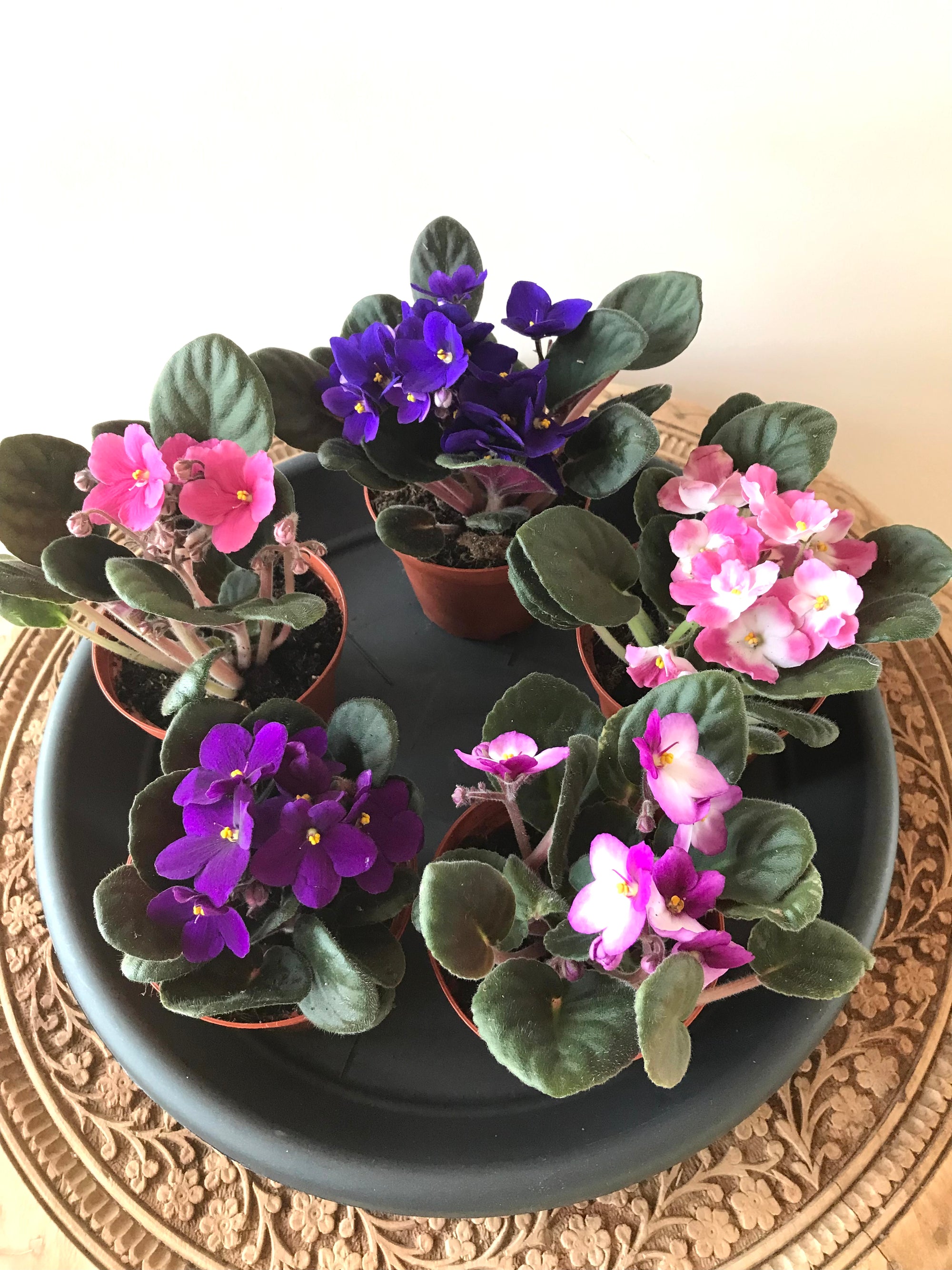Violette Africaine Violet 4"