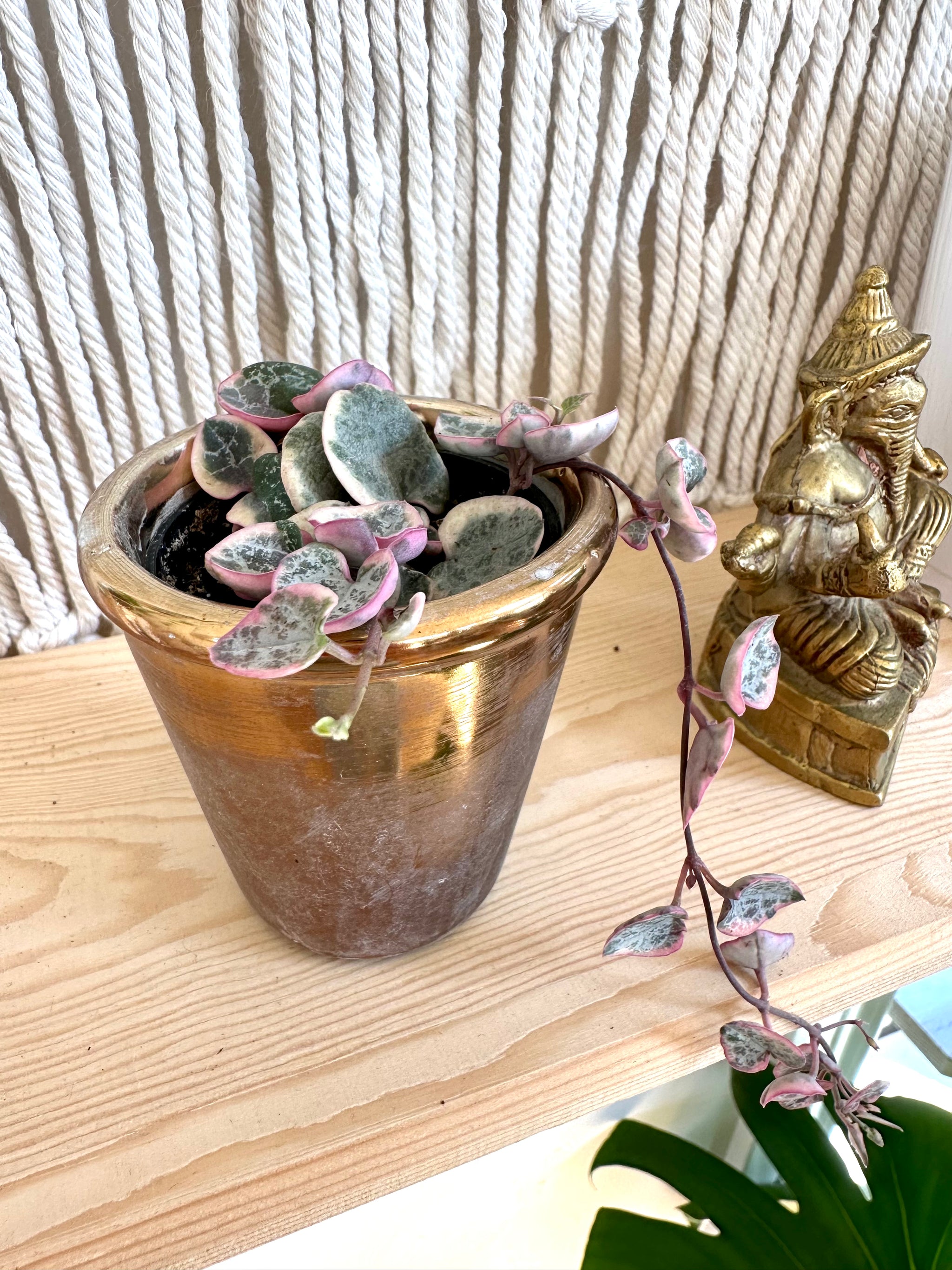 Ceropegia woodii f. variegata