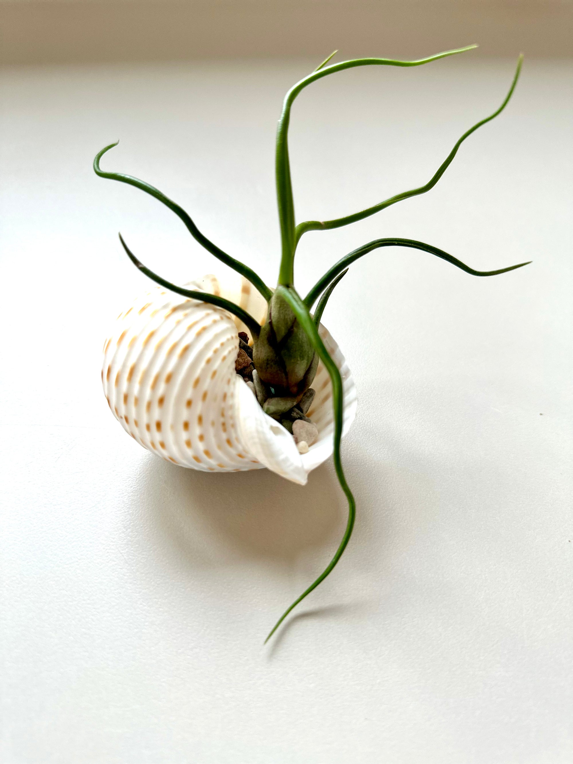 Tillandsia dans son coquillage 🐚