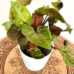 Syngonium 'Red' 4"