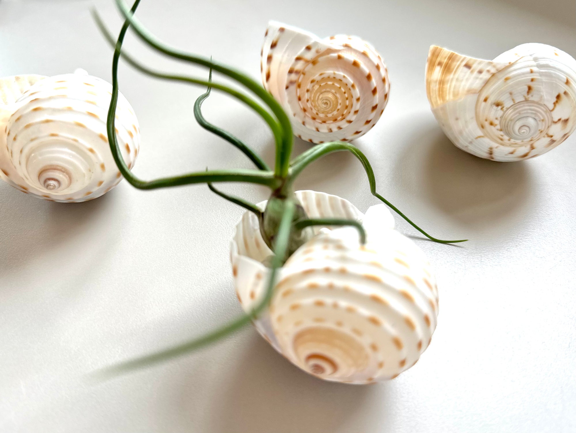 Tillandsia dans son coquillage 🐚