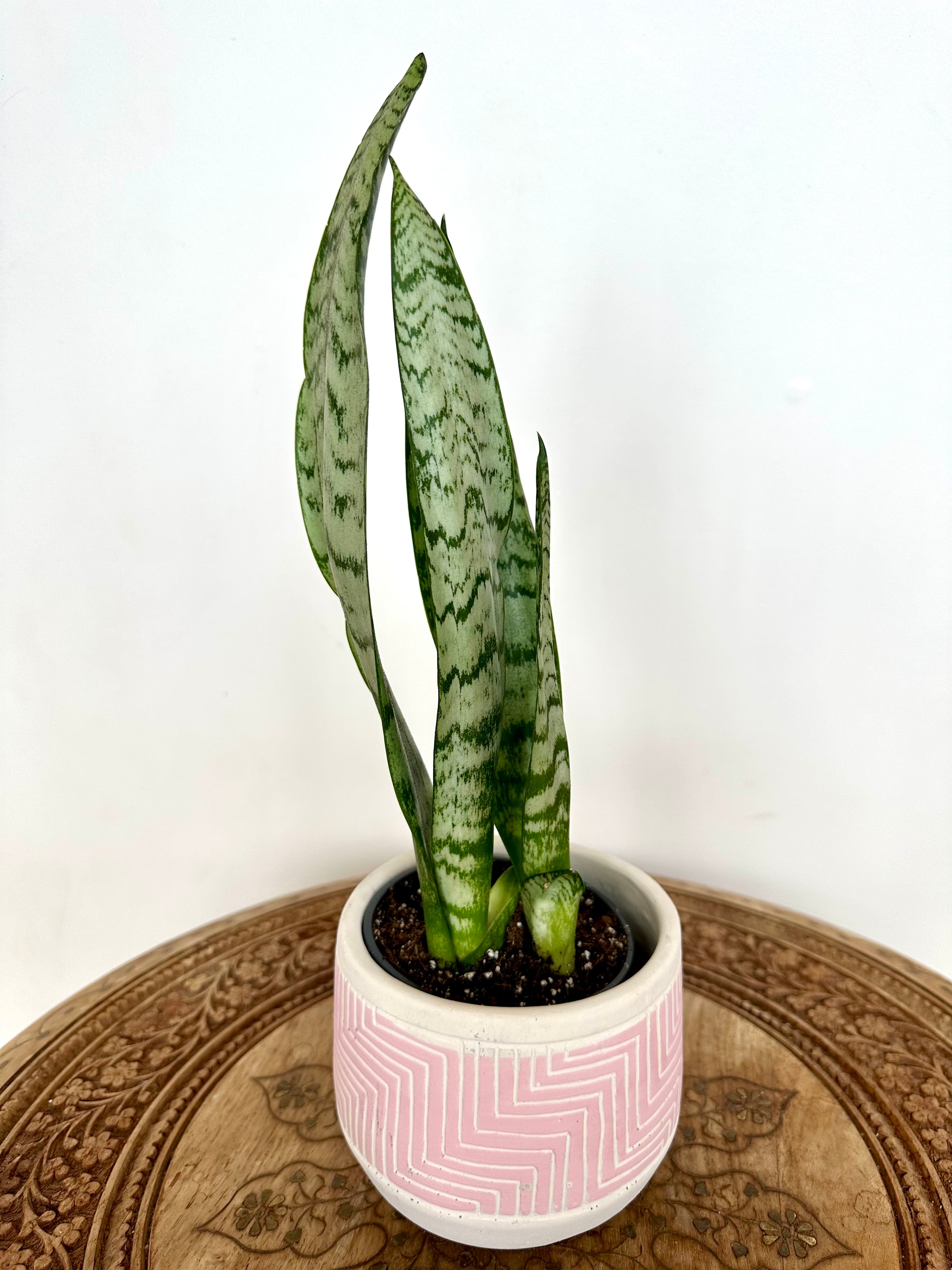 Dracaena Trifasciata 'Zeylanica'