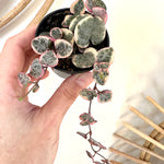 Ceropegia woodii f. variegata
