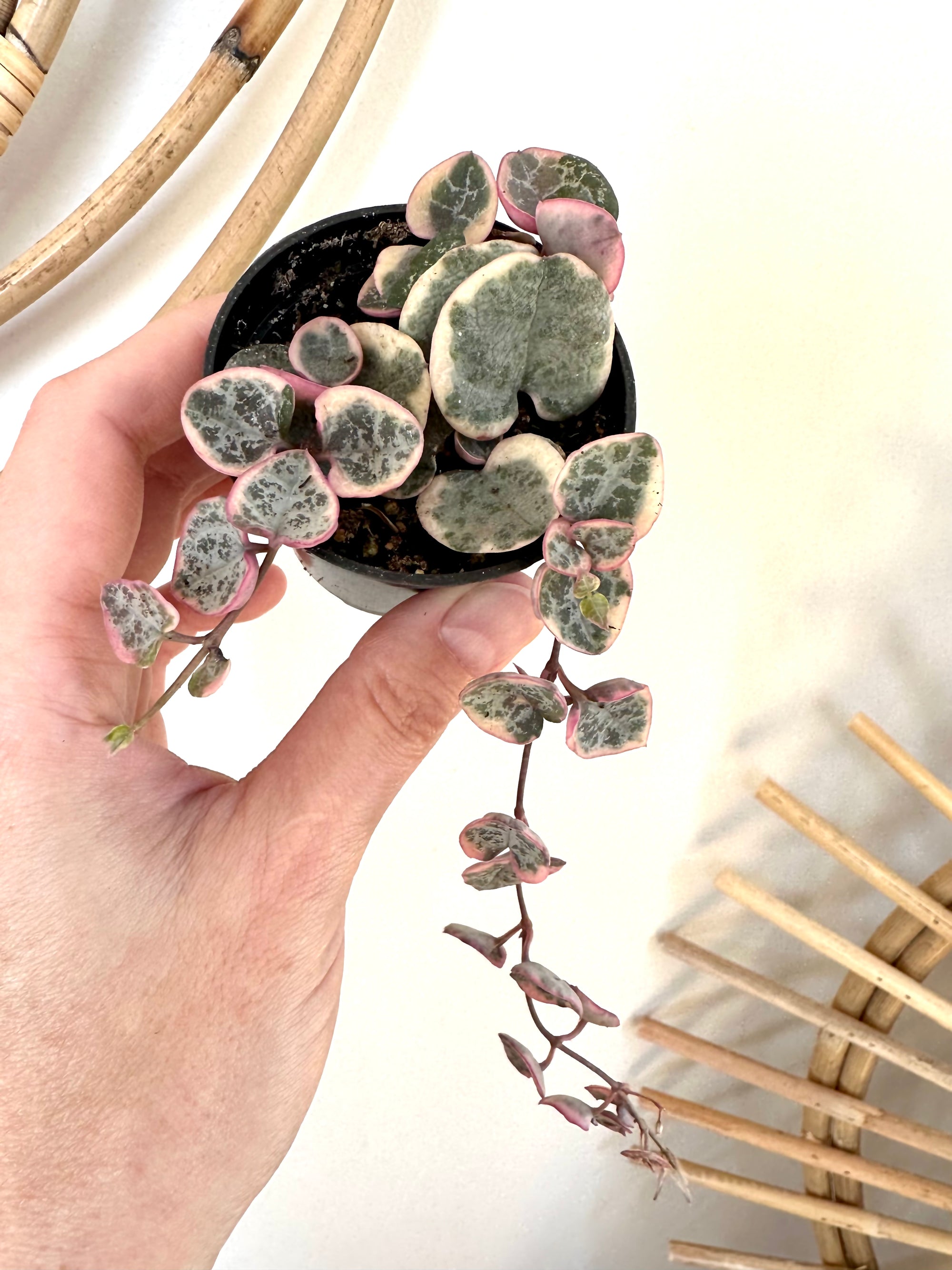 Ceropegia woodii f. variegata