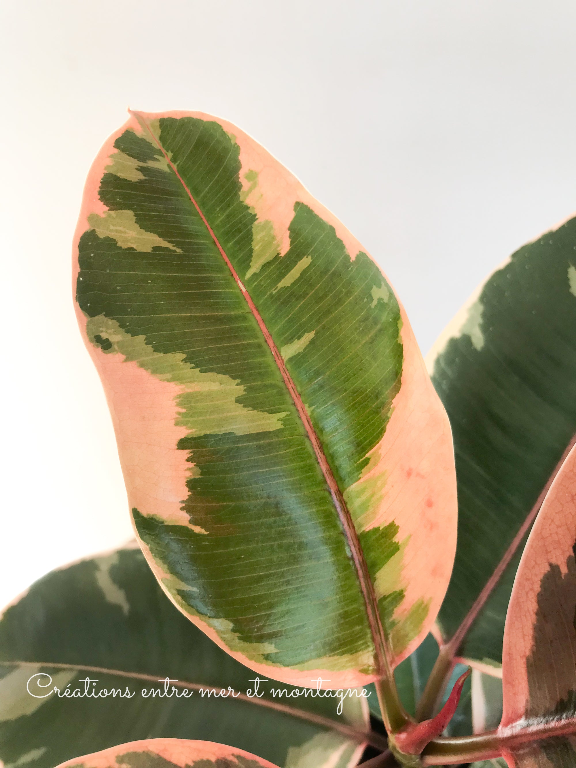 Ficus Elastica 'Ruby' 5”