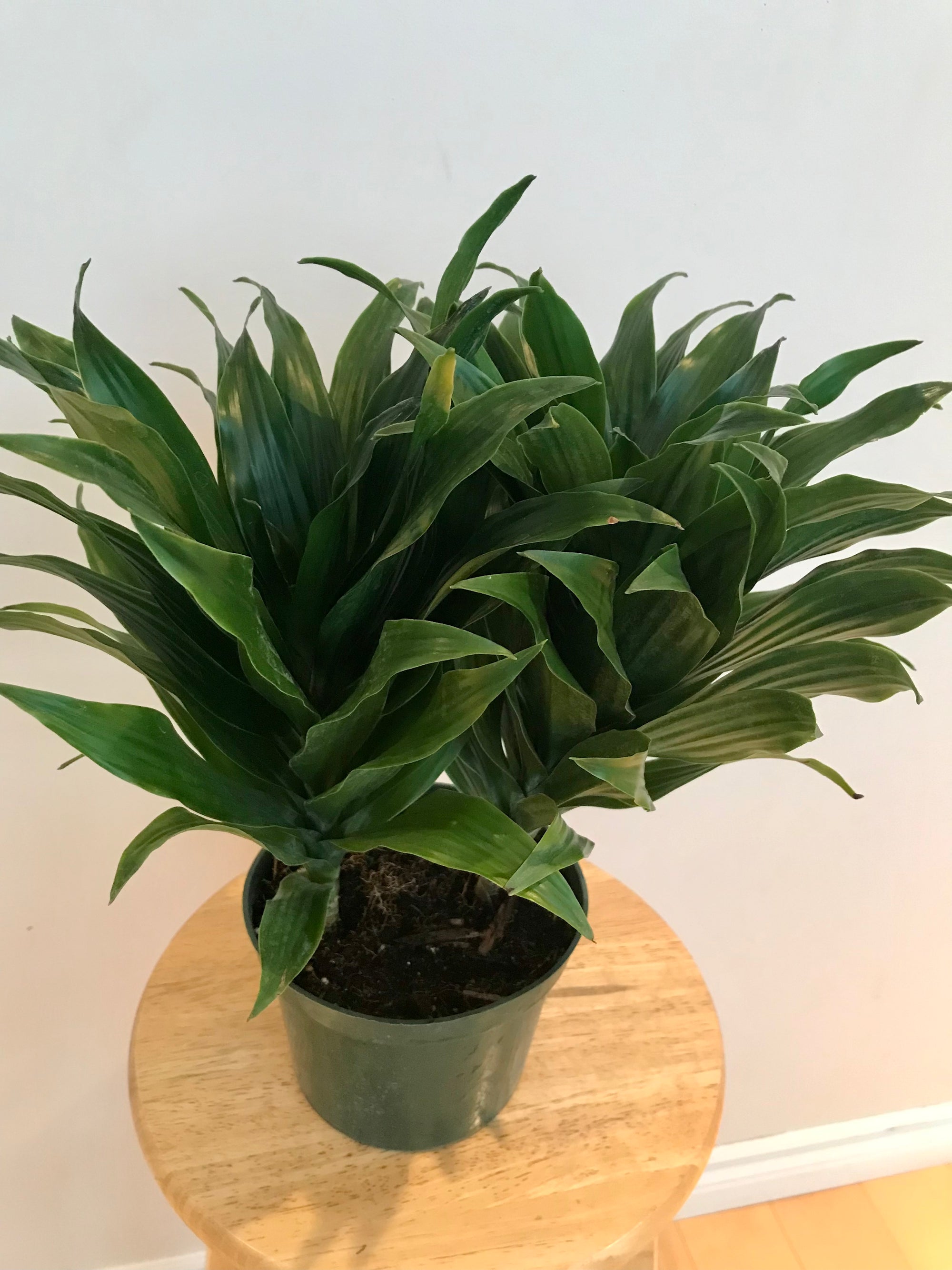 Dracaena Janet Craig