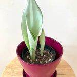 Dracaena Moonshine