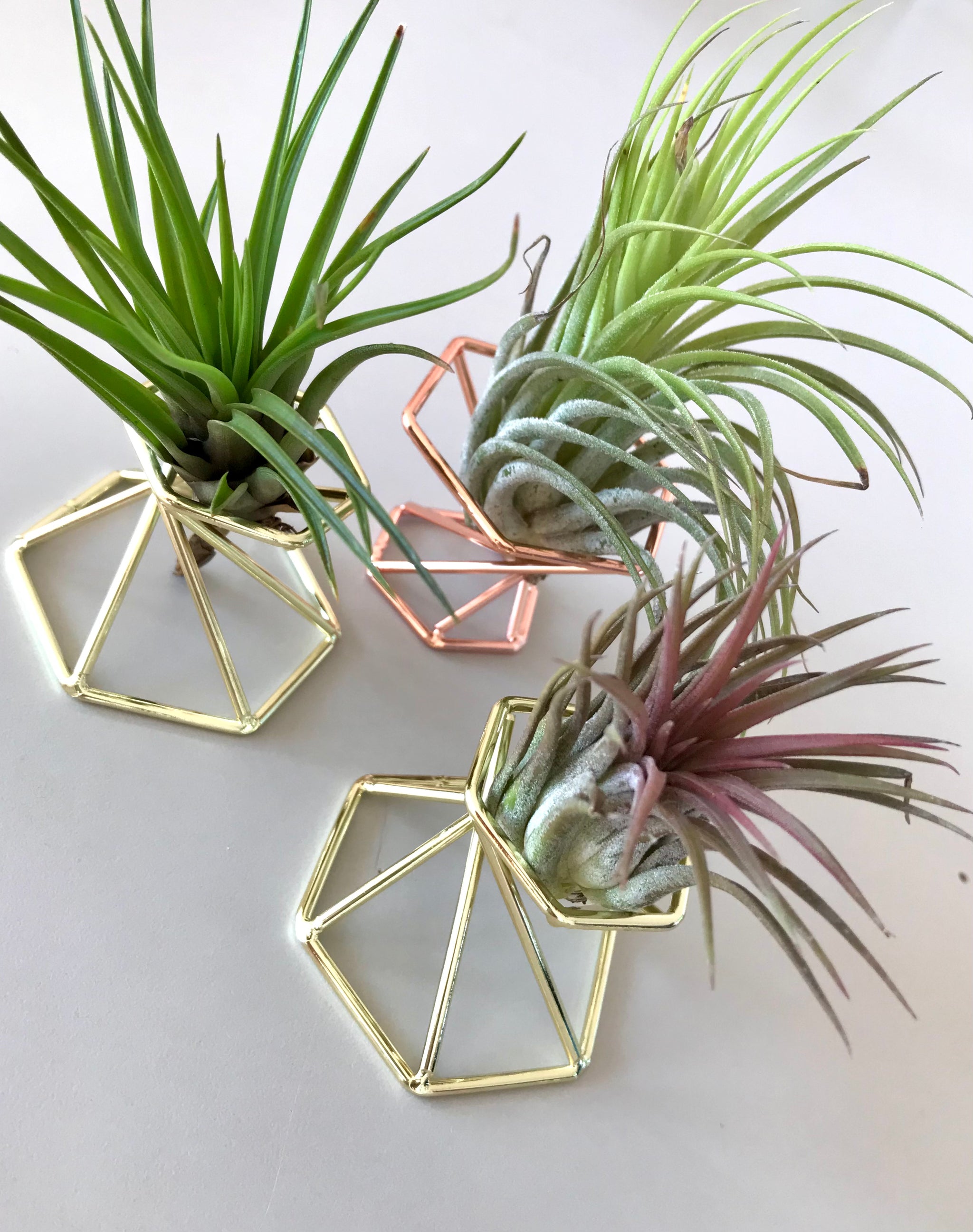 Support Tillandsia Holder